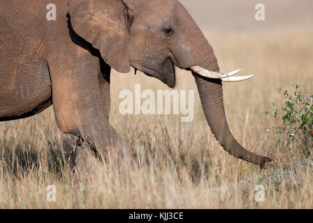 Young African Elephant (Loxodonta africana) marche dans la savane. Le Masai Mara. Au Kenya. Banque D'Images