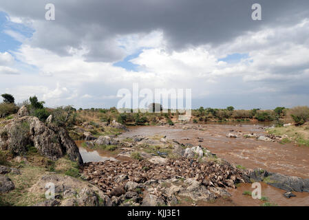 Rivière Mara. Gnous morts et les vautours. Le Masai Mara. Au Kenya. Banque D'Images