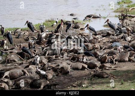 Rivière Mara. Gnous morts et les vautours. Le Masai Mara. Au Kenya. Banque D'Images