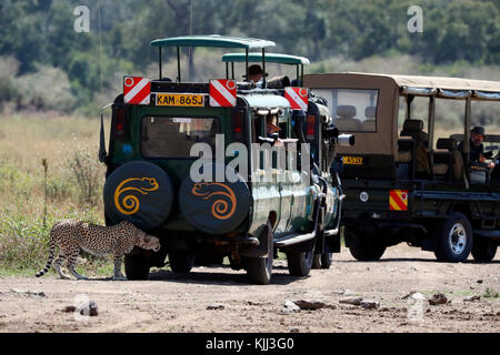 Le Guépard (Acinonyx jubatus) et les véhicules de Safari. Le Masai Mara. Au Kenya. Banque D'Images