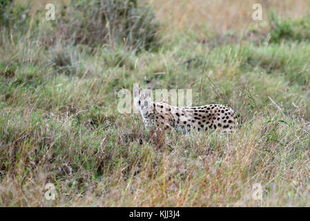 Chat Serval (felis serval). Le Masai Mara. Au Kenya. Banque D'Images