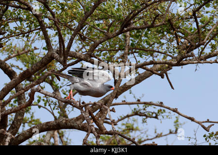 Le Masai Mara. Au Kenya. Le chant sombre - Melierax metabates Autour des palombes. Banque D'Images