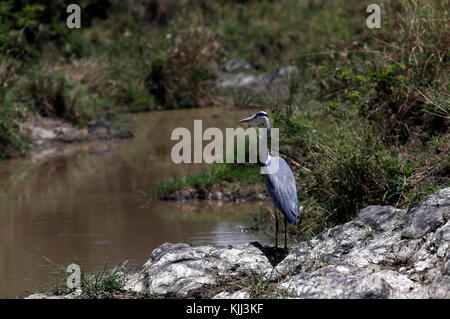 Un héron à tête noire (Ardea melanocephala). Le Masai Mara. Au Kenya. Banque D'Images