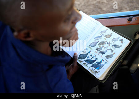 Safari. Livre d'oiseaux. Le Masai Mara. Au Kenya. Banque D'Images