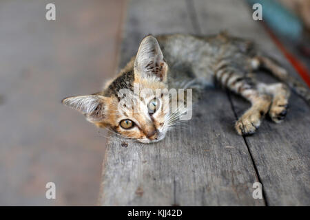 Chaton. Le Cambodge. Banque D'Images