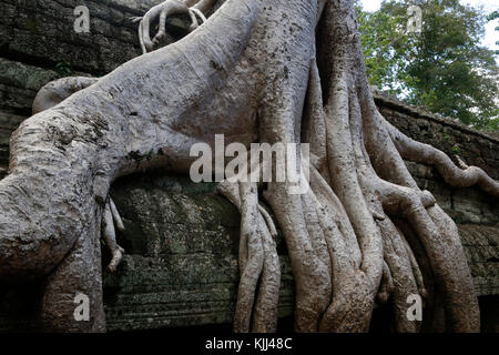 Complexe du temple d'Angkor. Ta Prohm temple. Le Cambodge. Banque D'Images