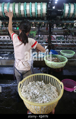 Usine de soie traditionnelle. Les cocons de vers à soie. Dalat. Le Vietnam. Banque D'Images