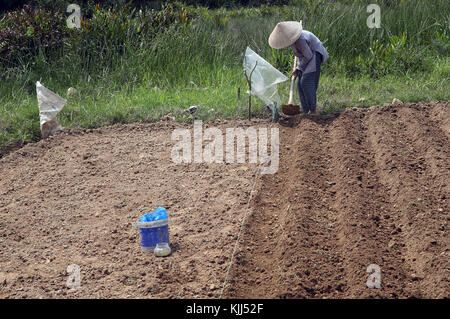 Les agriculteurs vietnamiens au travail dans son domaine. Hoi An. Le Vietnam. Banque D'Images