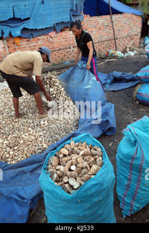 Les agriculteurs vietnamiens. Le manioc (Manihot esculenta) racines pelées. Thay Ninh. Le Vietnam. Banque D'Images