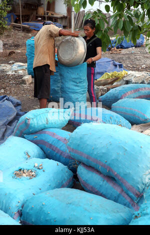 Les agriculteurs vietnamiens. Le manioc (Manihot esculenta) racines pelées. Thay Ninh. Le Vietnam. Banque D'Images