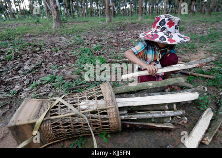 Plantation de caoutchouc, les enfants la collecte du bois de feu. Kon Tum. Le Vietnam. Banque D'Images