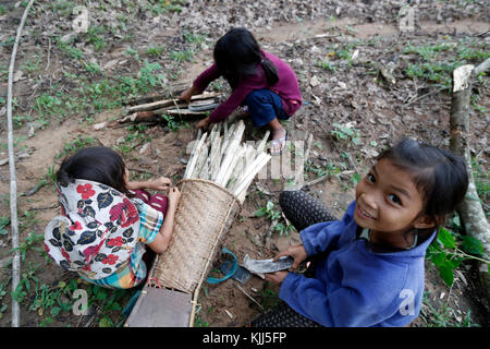 Plantation de caoutchouc, les enfants la collecte du bois de feu. Kon Tum. Le Vietnam. Banque D'Images