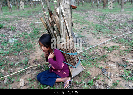 Plantation de caoutchouc, les enfants la collecte du bois de feu. Kon Tum. Le Vietnam. Banque D'Images