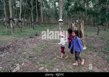 Plantation de caoutchouc, les enfants la collecte du bois de feu. Kon Tum. Le Vietnam. Banque D'Images