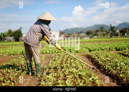 Vietnamienne travaillant dans un champ de laitue. Kon Tum. Le Vietnam. Banque D'Images