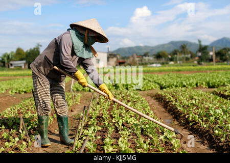 Vietnamienne travaillant dans un champ de laitue. Kon Tum. Le Vietnam. Banque D'Images