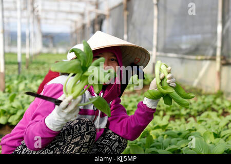 Domaine de l'agriculture. Vietnamienne au travail. Kon Tum. Le Vietnam. Banque D'Images