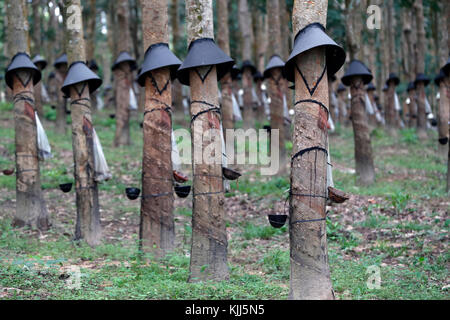 Plantation d'hévéa, Kon Tum. Le Vietnam. Banque D'Images