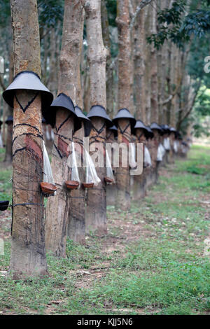 Plantation d'hévéa, Kon Tum. Le Vietnam. Banque D'Images