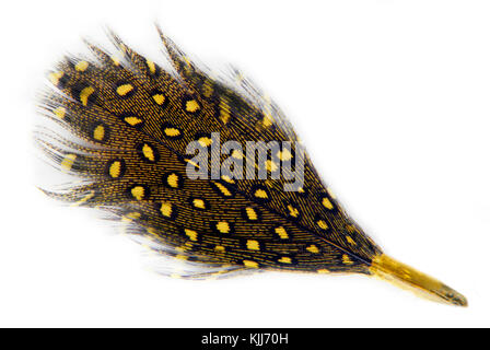 Feather plumage secrètes isolated on white Banque D'Images