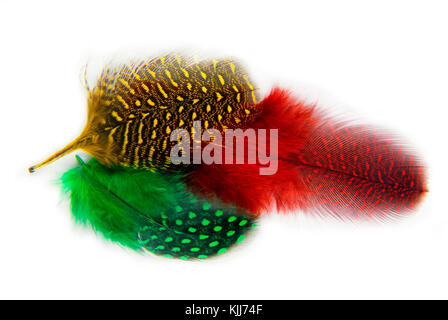 Plumes plumage secrètes isolated on white Banque D'Images