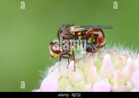 Buse rouilleuse bee-grabber fly, sicus ferrugineus, Banque D'Images