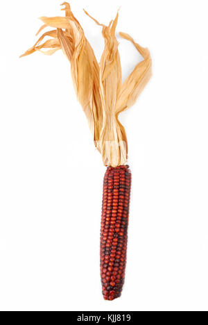 Indien maïs cob isolated on white Banque D'Images