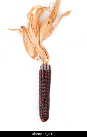 Indien maïs cob isolated on white Banque D'Images