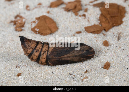 Mittlerer Weinschwärmer, Puppe, Deilekilia elpenor, Eléphant Hawk-Moth, Elephant hawkmoth, pupa, pupe, le Grand sphinx de la vigne, Schwärmer, Sphing Banque D'Images