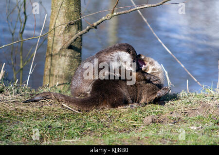 Une paire de la loutre européenne à jouer sur la rive UK (Lutra lutra) la fin de l'hiver Banque D'Images