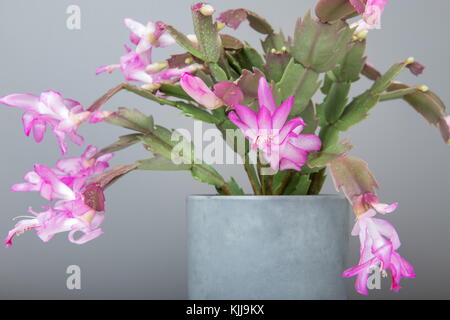 Rose fleurs de cactus de Noël schlumbergera dans un pot isolé sur fond blanc. Banque D'Images