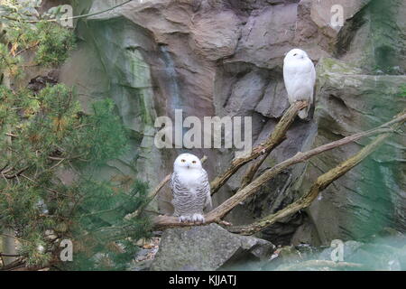 Deux hiboux blanc d'oeil autour d'un arbre sur les falaises au zoo. Deux terriers rester sur arbre. Banque D'Images
