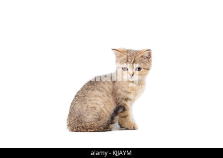 Scottish straight kitty lumière colorée avec bandes de couleurs blanc moelleux sur fond isolé Banque D'Images
