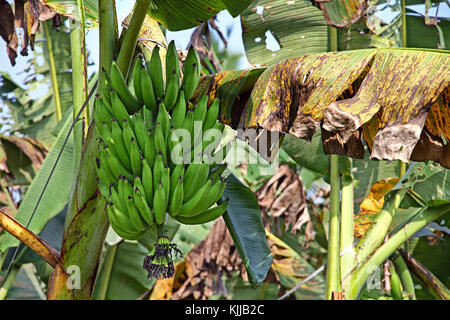 Close up of kerala de bananes dans une plantation de Kerala, Inde Banque D'Images