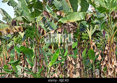 Kerala les bananiers avec la maturation des palmeraies dans une plantation dans le Kerala, Inde Banque D'Images