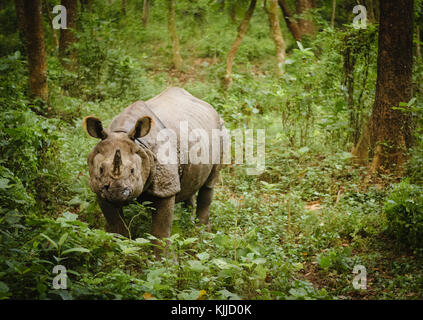 Un rhinocéros unicornes indiens isolés dans le parc national de Chitwan, au Népal. Banque D'Images