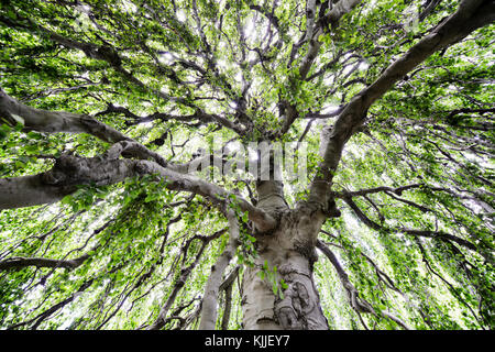 Étendue d'un grand arbre dont les branches sont si longues et larges, on peut passer sous et dans elle. Banque D'Images