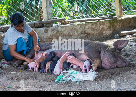 Porcelets de succion de porc dans un village près de Bagan Banque D'Images