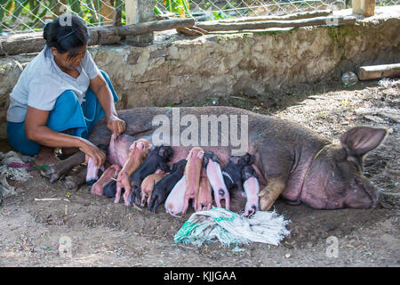 Porcelets de succion de porc dans un village près de Bagan Banque D'Images