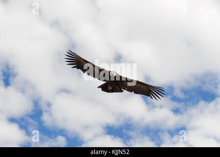 Vautour survolant le canyon de colca, Pérou, Amérique du Sud, de mirador Cruz del Condor. L'un des canyons les plus profonds au monde. Banque D'Images