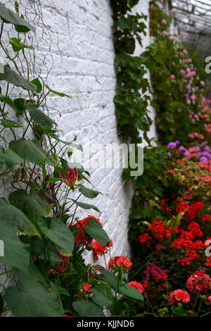 Gloriosa superba rothschildiana gloire,lily,climber, escalade ,vitesse rampante, rouge, jaune, exotique, fleurs, fleurs, floraison, pélargonium, rose, fleurs, co Banque D'Images