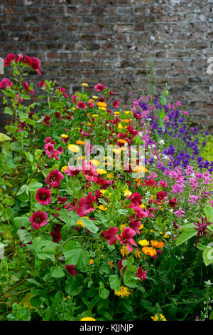 Fleurs sauvages, fleurs sauvages, découpage, jardin clos,, annuel, Annuelles, fleurs sauvages, jardins ,,floraison, naturalisée, combinaisons de plantation, mixte, combina Banque D'Images