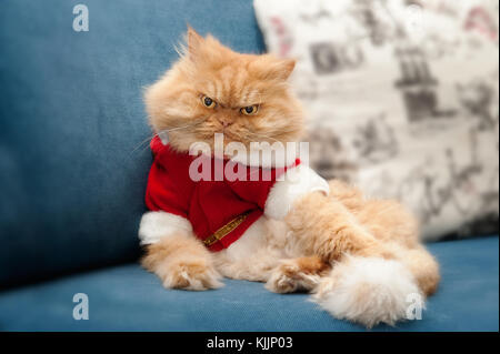 Chat persan avec santa claus costume sitting on couch Banque D'Images