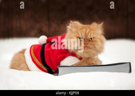 Chat persan avec costume père noël assis sur le livre Banque D'Images