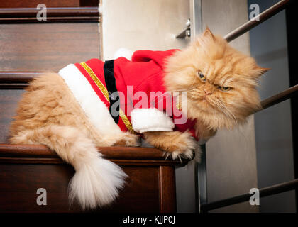 Santa Claus Cat Banque D'Images