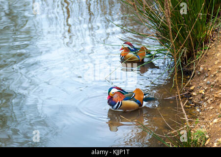 Deux canards mandarins dans un lac Banque D'Images