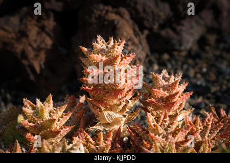 Plante succulente rouge rouge plante macro, catus Banque D'Images