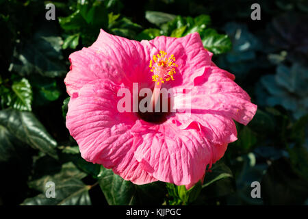 Fleur HIBISCUS hibiscus rose en fleurs - macro Banque D'Images