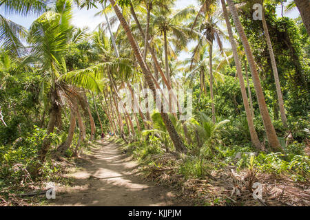 Dravuni island, Fidji, îles du Pacifique-novembre 29,2016 : randonnée à travers les palmiers tropicaux sur une journée ensoleillée sur dravuni island, fiji Banque D'Images