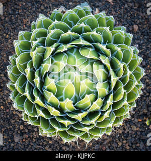 La reine Victoria - agave agave ronde Banque D'Images